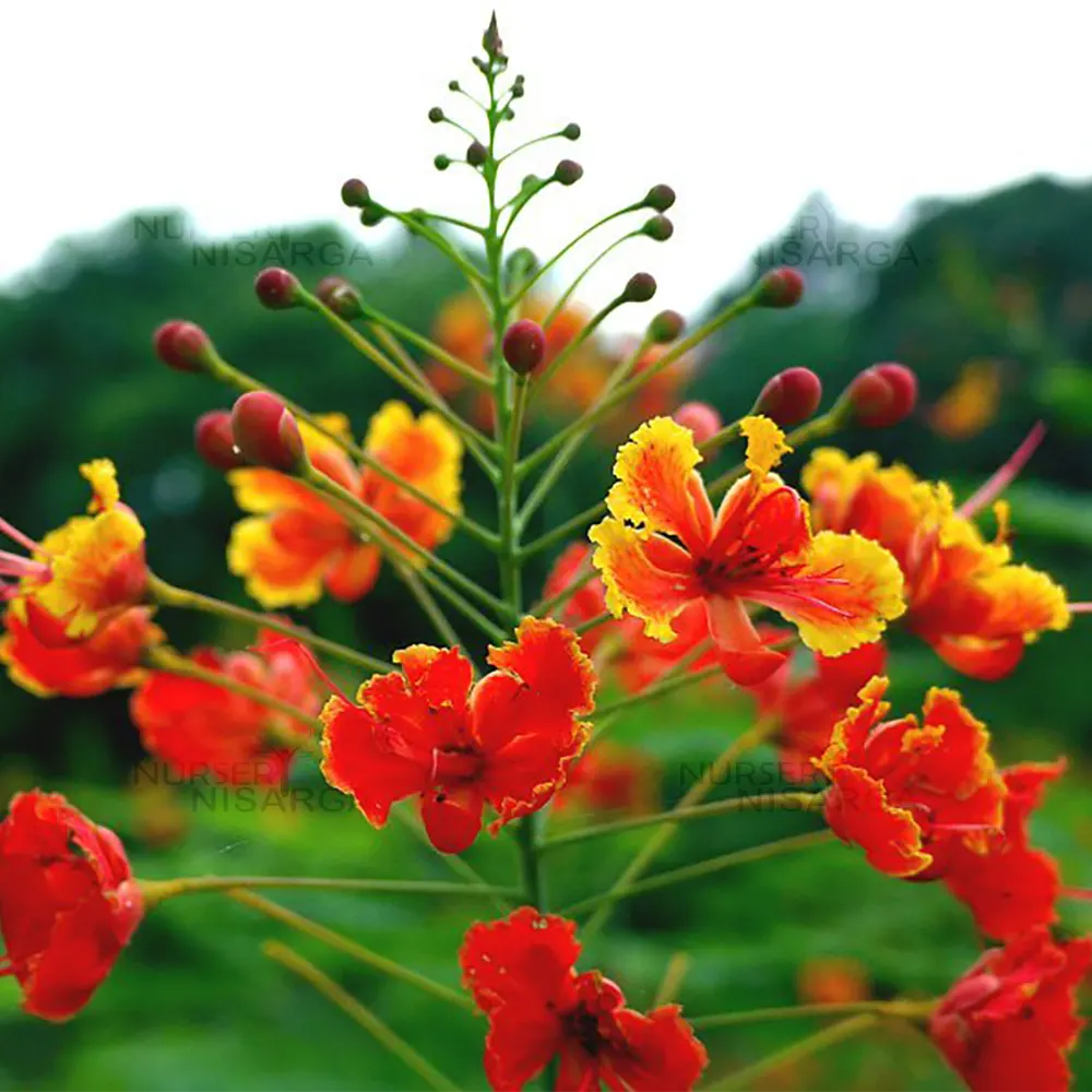 Caesalpinia Flower Seeds 100 pc for Planting 100 - Flower for planting in home garden